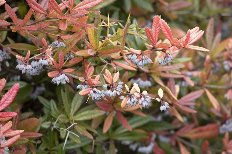 Berberis julianae, Immergrüne Berberitze, 25–30 cm