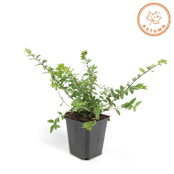 Bodendecker - Heckenmyrthe - Lonicera nitida 'Maigrün' - 9cm Topf - Set mit 6 Pflanzen