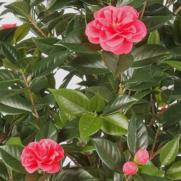 Kamelie mit glänzenden grünen Blättern und pinkfarbenen Blüten.