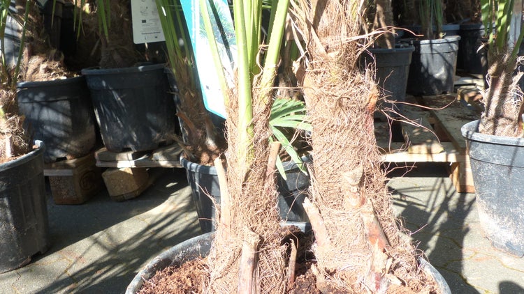 Trachycarpus fortunei Gruppe 120 - 150 cm Palme Hanfpalme, winterhart bis -18°C