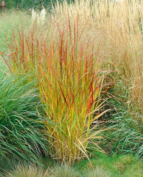 Panicum virgatum 'Rehbraun', Rutenhirse, braun, ca. 9x9 cm Topf