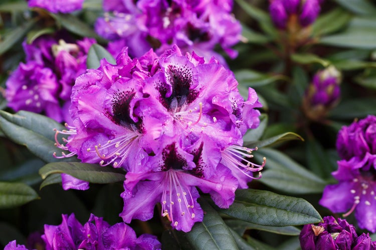 Rhododendron Hybr. 'Blaue Jungs', blau, 40–50 cm