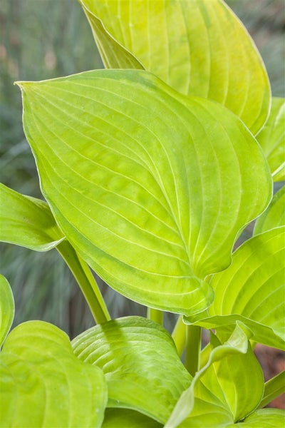 Hosta x cult.'Sum and Substance', Funkie, großblättrig, ca. 11x11 cm Topf