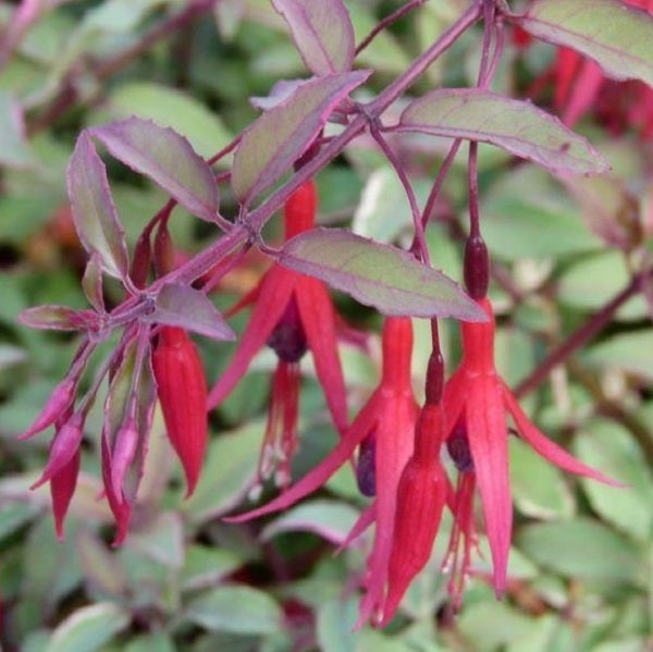 Nahaufnahme einer blühenden Fuchsie mit roten Blüten und grünen Blättern.