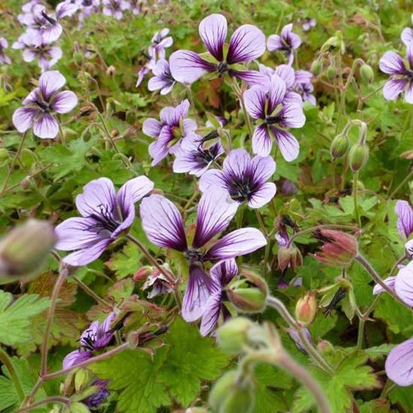 Blühende lila Storchschnabelgewächse im Garten.