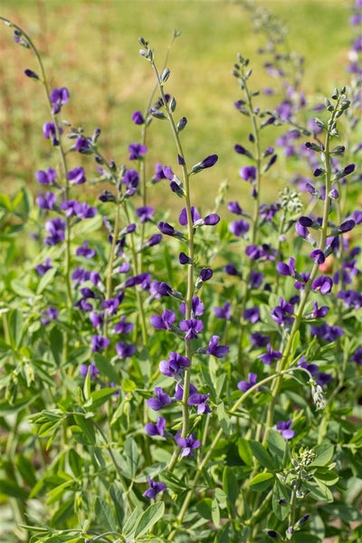 Baptisia australis, Indigolupine, blau, ca. 9x9 cm Topf