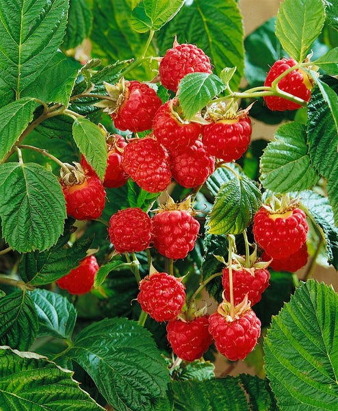 Rubus idaeus 'Meeker', Himbeere, rot, 30–40 cm