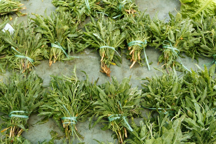 SAFLAX Garden to go - BIO - Wilder Ruccola - Diplotaxis tenuifolia - 1500 Samen - Mit Topf, Klima - Deckel und Anzuchtsubstrat