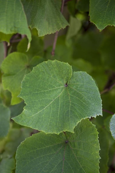 Vitis vinifera coignetiae, Zierwein, 60–100 cm