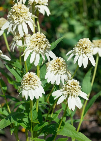 Echinacea purpurea 'Milkshake', Sonnenhut, cremeweiß, ca. 11x11 cm Topf