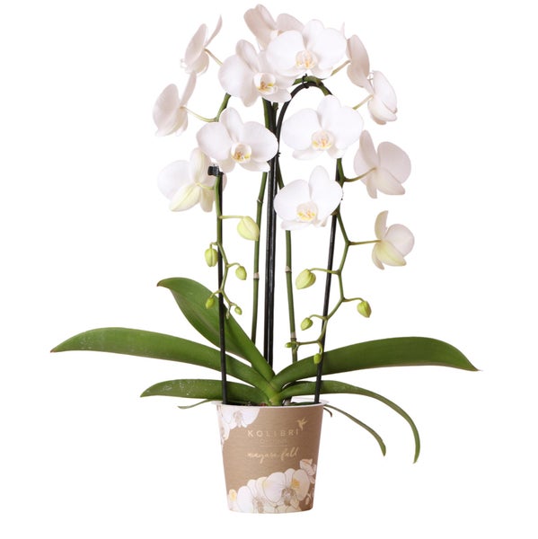 Collage mit Personen, die Orchideen in Kartons verpacken