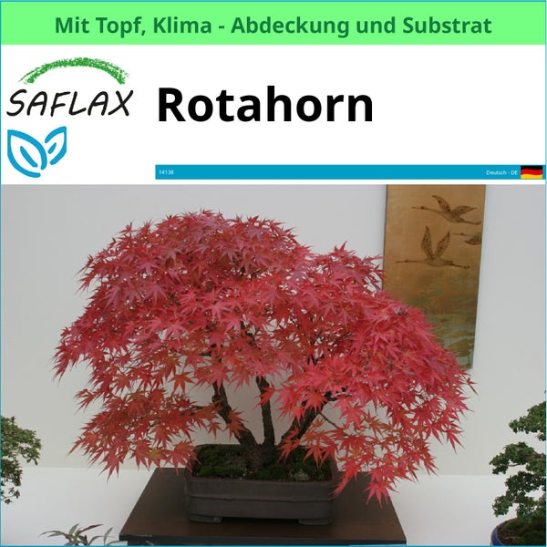 Japanischer Ahorn als Bonsai im Topf