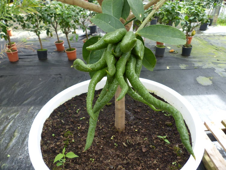 Buddhas Hand Zitronenbaum in einem weissen Topf mit reifen Früchten in einer Gärtnerei.