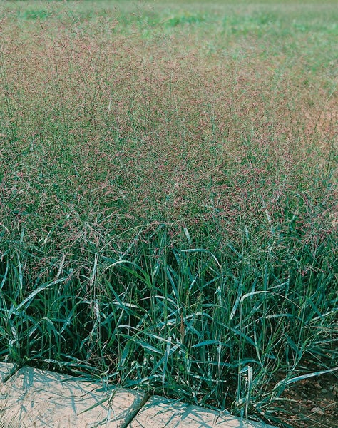 Feld mit Rutenhirse, einer Zierpflanze für Gärten.