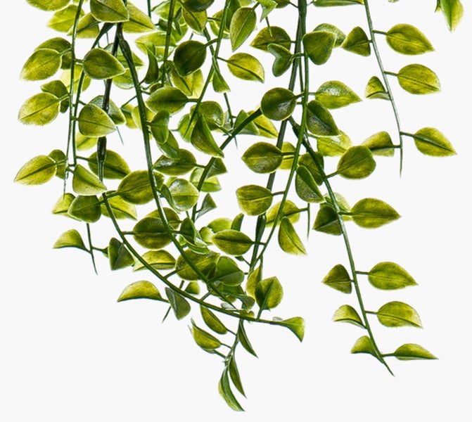 Schwarzer Pflanzentopf aus Kunststoff mit strukturierter Oberfläche und einer Pflanze mit grün gemusterten Blättern.