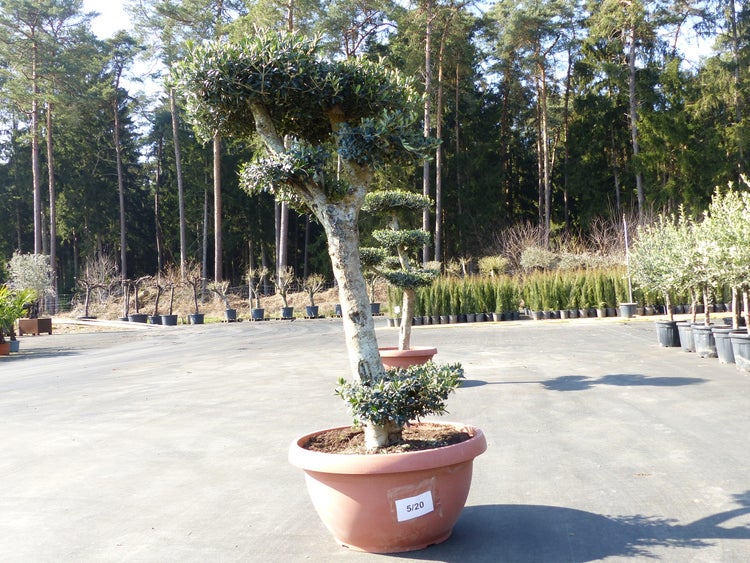 Olivenbaum Olea europaea in Pompon-Form in einem Terrakotta-Topf im hellen Außenbereich einer Baumschule.