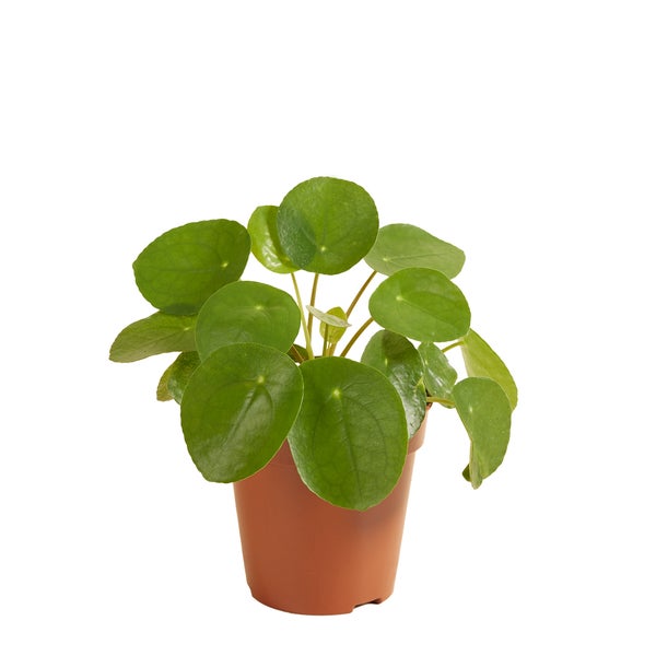 Pfannkuchenpflanze | Pilea 'Peperomioides' pro Stück - Zimmerpflanze im Kinderzimmertopf ⌀12 cm - ↕10-15 cm