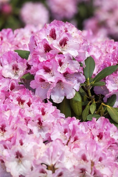 Rhododendron yakushimanum 'Nicoletta', rosa Blüten, 30–40 cm