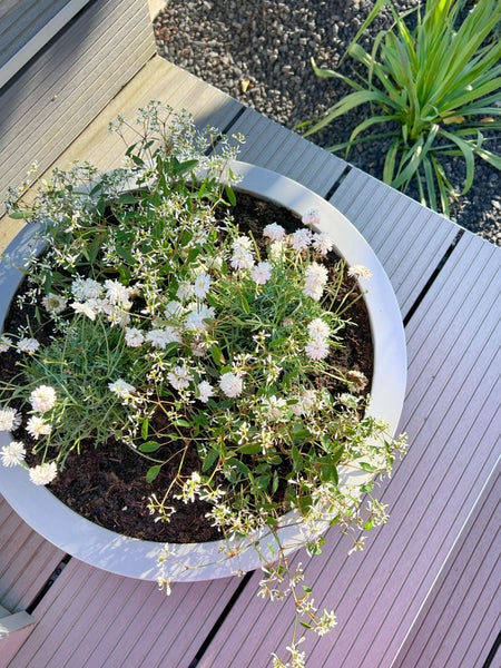 Großer runder weißer Pflanzkübel mit weißen Blumen und grünem Laub auf einer hellgrauen Holzterrasse im Garten.