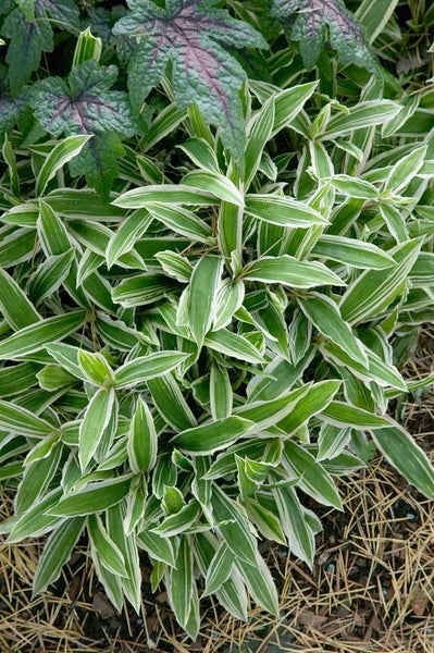 Carex acutiformis, Sumpf-Segge, ca. 9x9 cm Topf