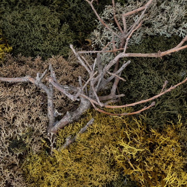 Nahaufnahme einer dekorativen Mooswand mit verschiedenen Moosstrukturen und feinen Holzästen für die Innendekoration.