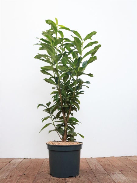 Prunus laurocerasus 'Genolia', Kirschlorbeer, immergrün, 80–100 cm