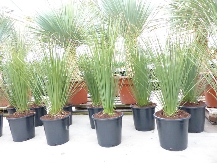 Dasylirion Longissimum 90 - 120 cm Mexikanischer Grasbaum Rauschopf winterhart
