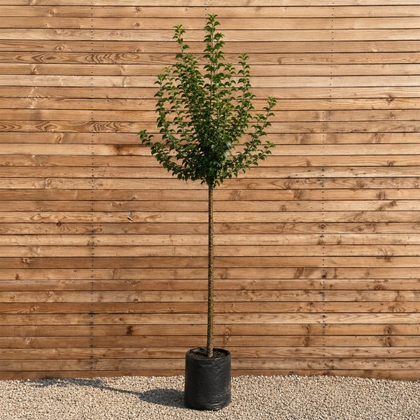 Ein als Hochstamm gezogener Laubbaum in einem schwarzen Pflanztopf vor einer hölzernen Fassade.