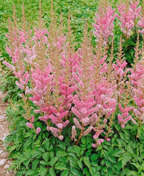Astilbe chinensis var. pumila, Zwerg-Prachtspiere, rosa, ca. 9x9 cm Topf