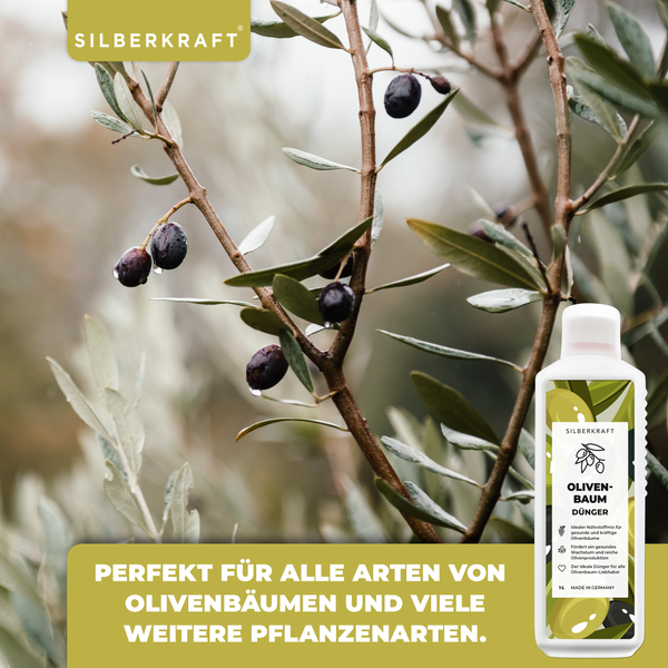 Feld von Scilla-Blüten im Garten