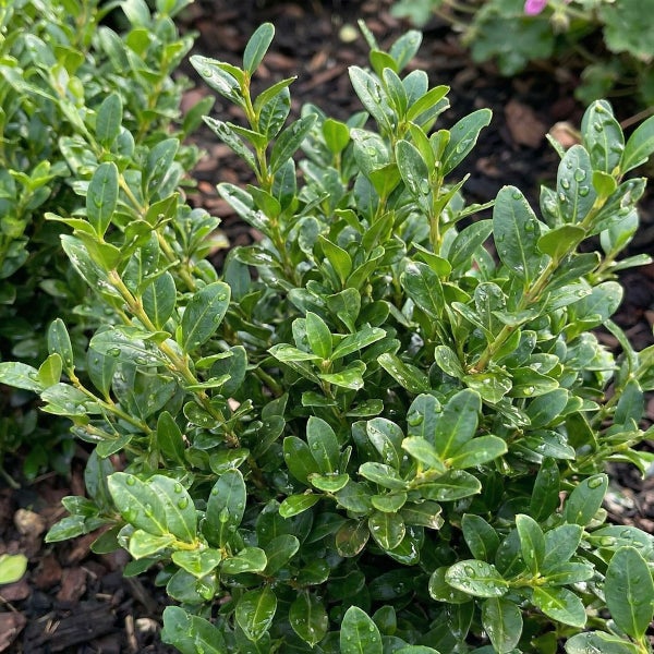 Nahaufnahme eines Buchsbaums mit kleinen ovalen Blättern und Wassertropfen.