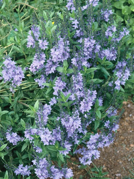 Veronica prostrata 'Nestor', Ehrenpreis, blau, ca. 9x9 cm Topf