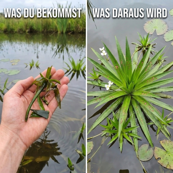 Vergleich einer Krebsschere: links die Jungpflanze in einer Hand, rechts die ausgewachsene Wasserpflanze schwimmend in einem Teich.