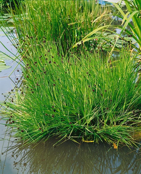 Juncus ensifolius, Schwert-Simse, ca. 9x9 cm Topf