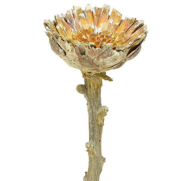 Getrocknete Protea Blume auf Stiel