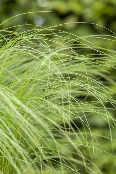 Stipa tenuissima, Zartes Federgras, ca. 9x9 cm Topf