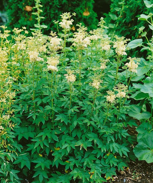 Filipendula ulmaria, Mädesüß, ca. 9x9 cm Topf, duftend