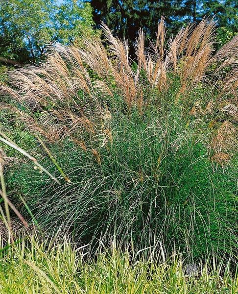Chinaschilf im Gartenbeet