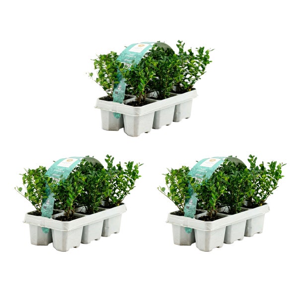 Drei Trays mit jeweils sechs Ilex crenata Jenny Berg-Ilex Pflanzen in grauen Transportbehältern.