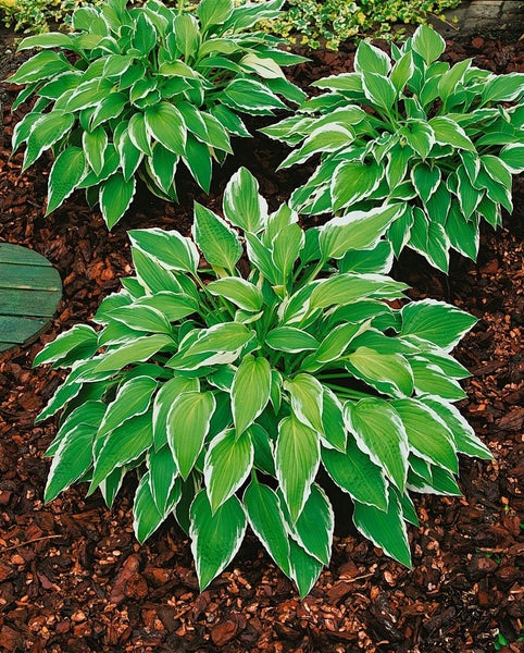 Hosta x fortunei 'Moerheim', Funkie, grün, ca. 11x11 cm Topf