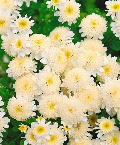 Tanacetum parthenium, Mutterkraut, weiß, ca. 9x9 cm Topf