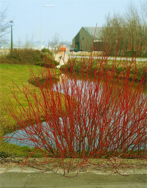 Cornus alba 'Sibirica', Hartriegel, leuchtend rot, 40–60 cm
