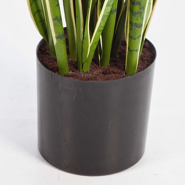 Sansevieria Bogenhanf in einem schwarzen zylindrischen Topf mit Erde.