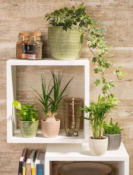 Scheurich Corteza, Blumentopf aus Keramik,  Farbe: Vainilla, 21,5 cm Durchmesser, 19,3 cm hoch, 4,9 l Vol.