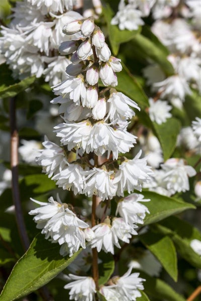 Deutzia scabra 'Plena', Maiblumenstrauch, gefüllt, 80–100 cm