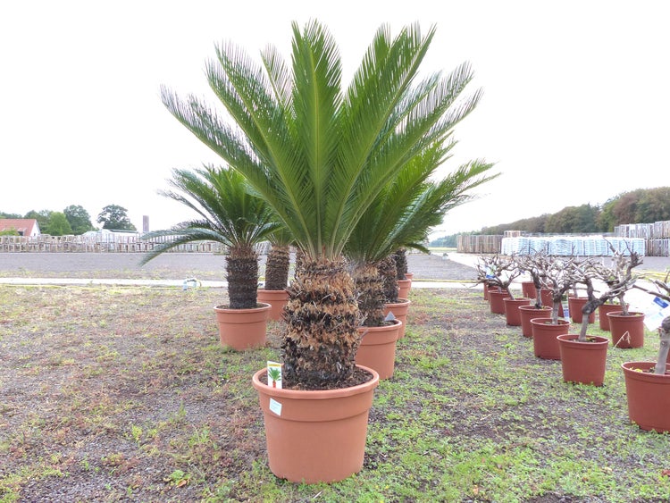 Mehrere Palmfarne in Kunststoffpflanztöpfen auf einem Baumschulgelände.