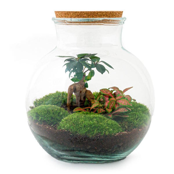 Flaschengarten Teddy DIY-Pflanzen-Terrarium 27cm hoch mit Ficus Bonsai incl. Rechen, Schaufel, Pinzette und Schere