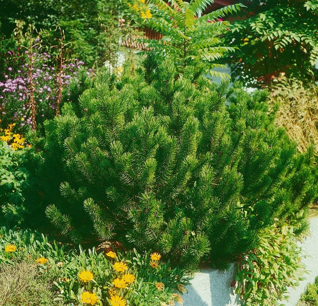Kugelkiefer im Gartenbeet