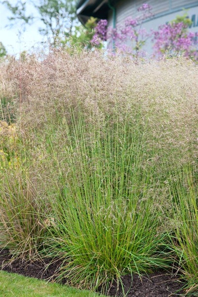 Deschampsia cespitosa 'Goldtau', Schmiele, goldgelb, ca. 9x9 cm Topf