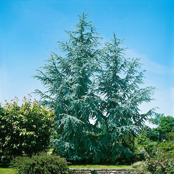Cedrus atlantica 'Glauca', Atlas-Zeder, blaugrün, 80–100 cm